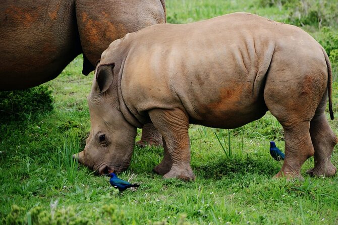 Half-Day Tour to Rhino And Lion Reserve in Krugersdorp - Language, weather, and timing considerations
