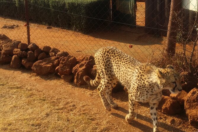 Half-Day Tour to Rhino And Lion Reserve in Krugersdorp - Four hours among animals at the reserve