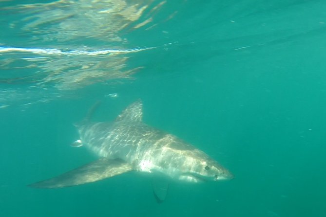 Half-Day White Shark Cage Diving from Gansbaai - A 7:00 am start in Van Dyks Bay