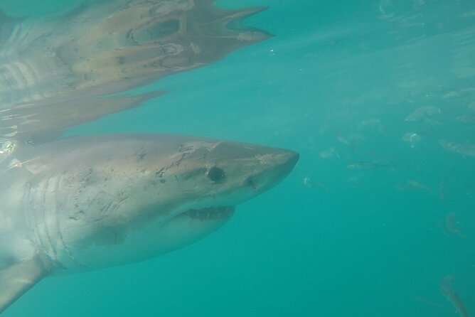 Half-Day White Shark Cage Diving from Gansbaai - Breakfast, briefing, and getting ready