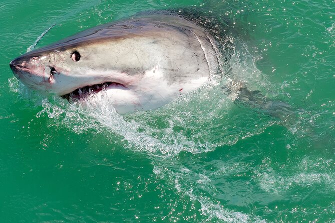 Half-Day White Shark Cage Diving from Gansbaai - The boat ride and the wait for sharks