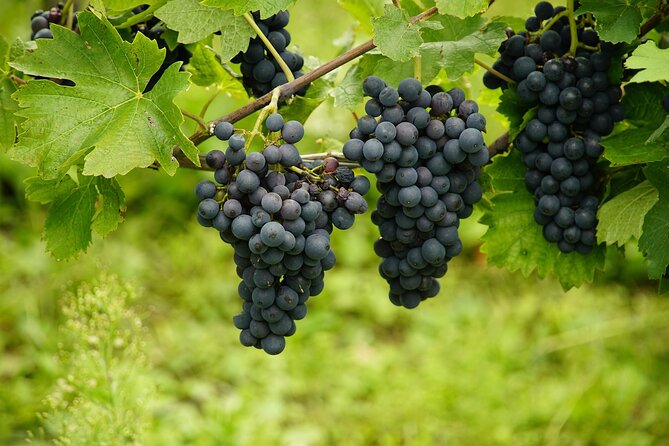 Half Day Wine Tour from Cape Town - Fairview Wine and Cheese: a strong first tasting