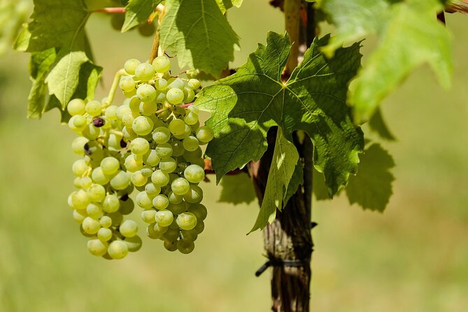 Half Day Wine Tour from Cape Town - The guides shape the whole experience