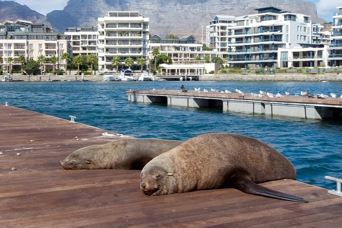 Half Hour Seal and Harbour Cruise from Cape Town - The 30-minute route around the working harbour