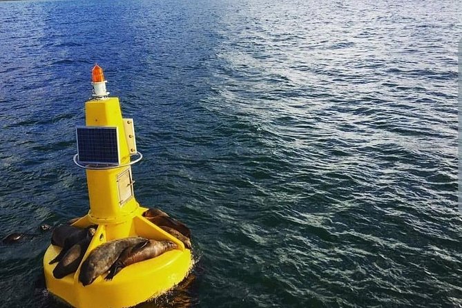 Half Hour Seal and Harbour Cruise from Cape Town - A good first boat ride for children and older relatives