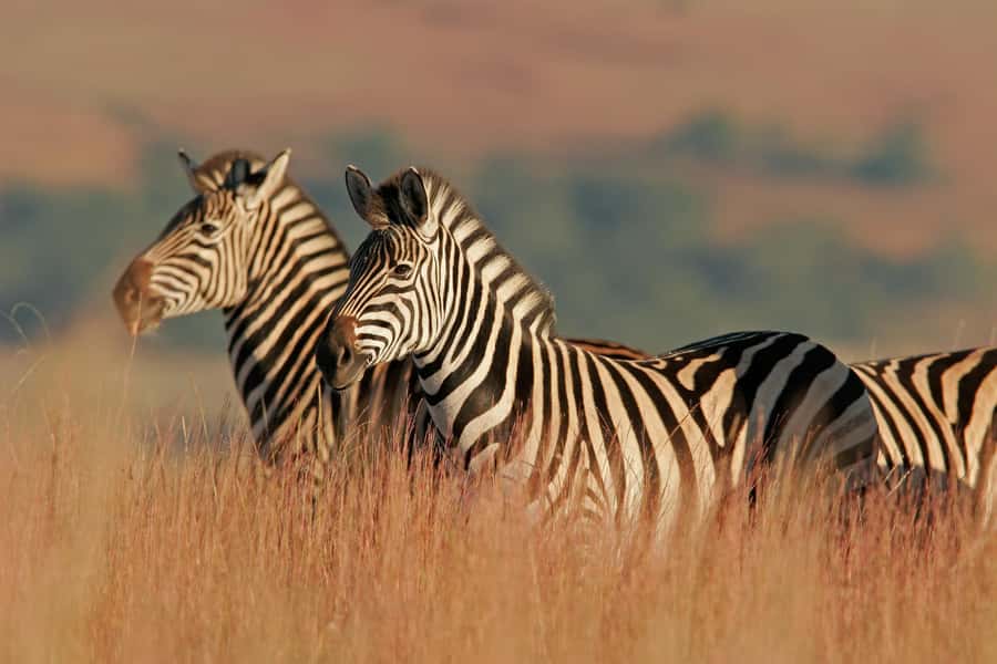 Hartbeespoort: Lion and Safari Park Guided Tour - Key points to know before you go