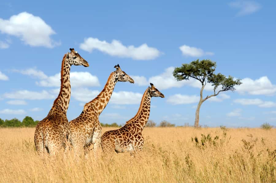 Hartbeespoort: Lion and Safari Park Guided Tour - A close look at lions without a full-day safari