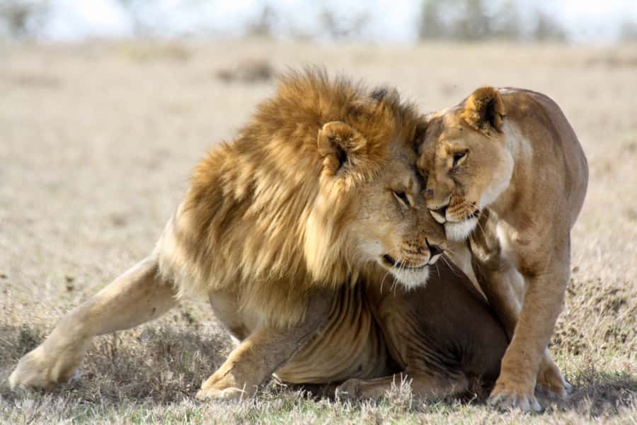 Hartbeespoort: Lion and Safari Park Guided Tour - The game truck ride sets the tone