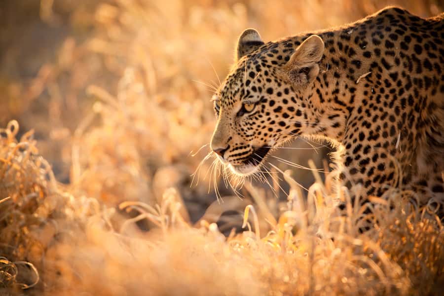 Hartbeespoort: Lion and Safari Park Guided Tour - Meeting your guide at the departure lounge