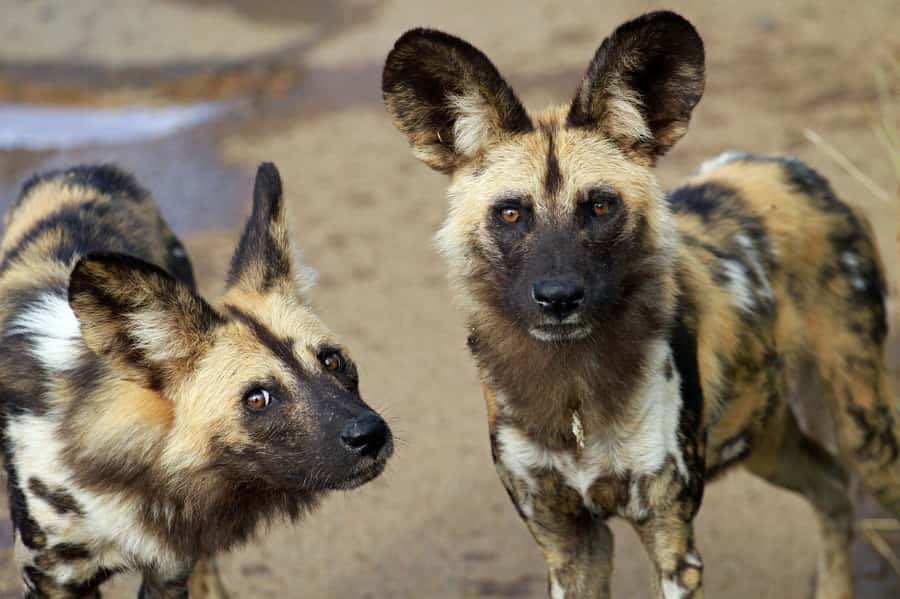 Hartbeespoort: Lion and Safari Park Tour - A predator safari close to Hartbeespoort