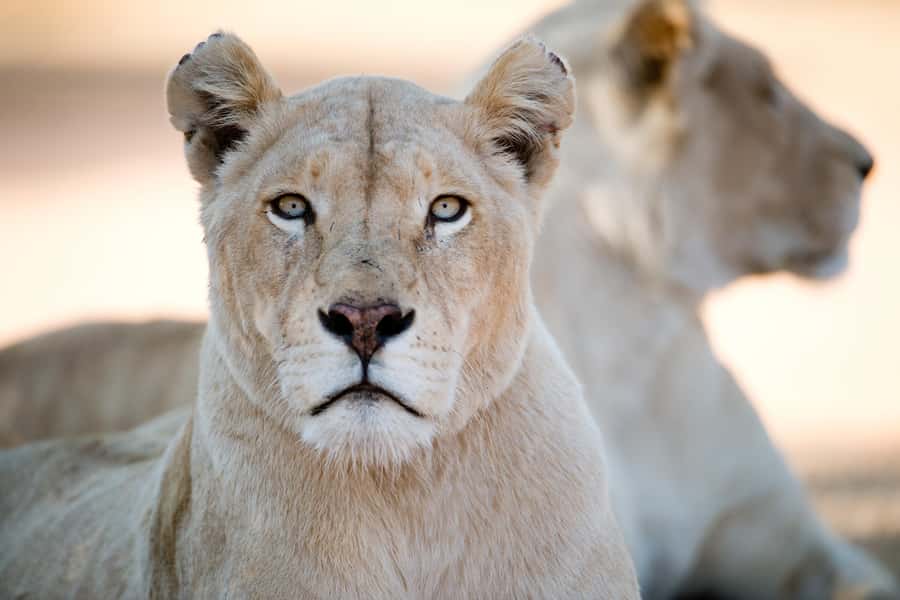 Hartbeespoort: Lion and Safari Park Tour - Hyenas, leopards, and free-roaming antelopes