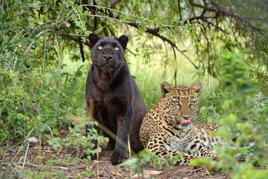 Hartbeespoort: Lion and Safari Park Tour - Who should book this safari park tour?