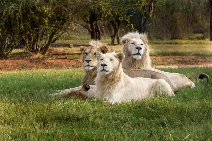 Hartbeespoort: Lion and Safari Park Tour - What happens when you climb aboard