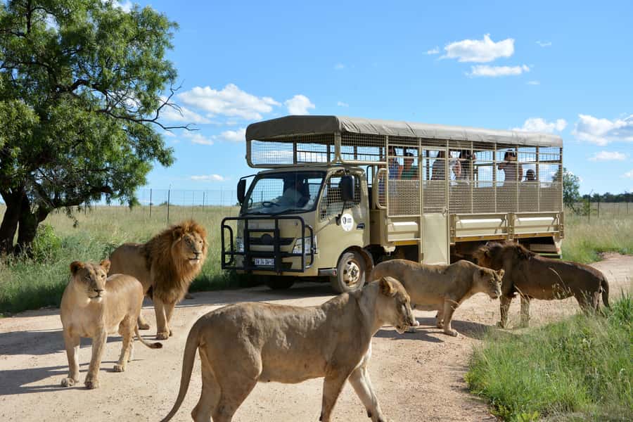 Hartbeespoort: Predator Safari with a Guide - Key points to know before you book