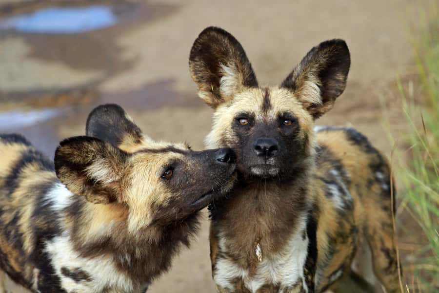 Hartbeespoort: Predator Safari with a Guide - Why the guide makes such a difference