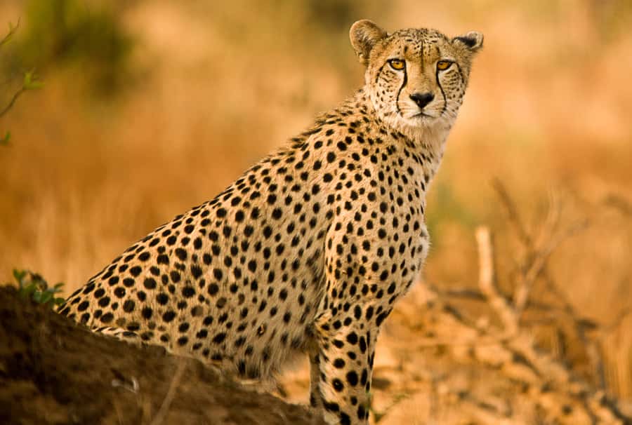 Hartbeespoort: Predator Safari with a Guide - What the one-hour route can include