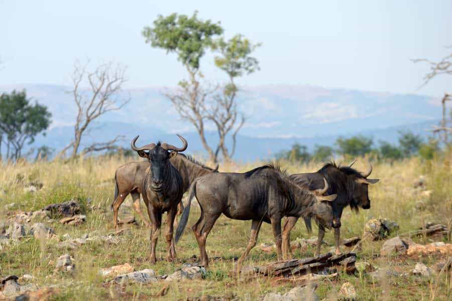 Hartbeespoort: Self-Drive Lion and Safari Park Tour - Why this self-drive safari works well near Johannesburg
