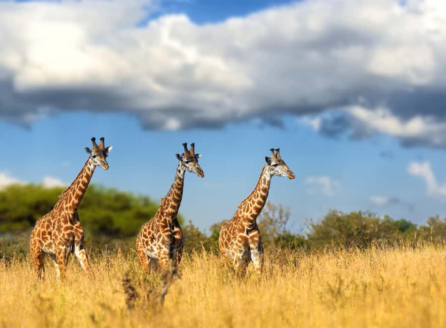 Hartbeespoort: Self-Drive Lion and Safari Park Tour - Planning around the lion feeding