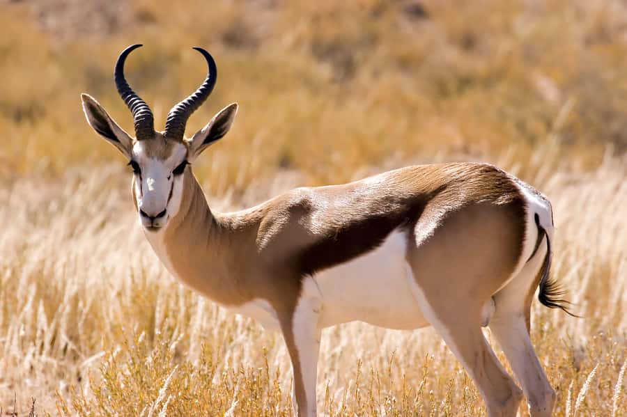 Hartbeespoort: Self-Drive Lion and Safari Park Tour - Continuing onto the extended game drive