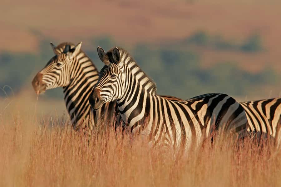 Hartbeespoort: Self-Drive Lion and Safari Park Tour - Should you book Lion & Safari Park?