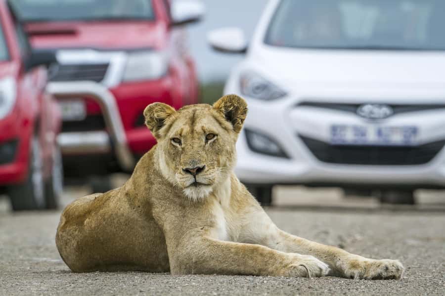 Hartbeespoort: Self-Drive Lion and Safari Park Tour - The lion, wild dog, and cheetah enclosures