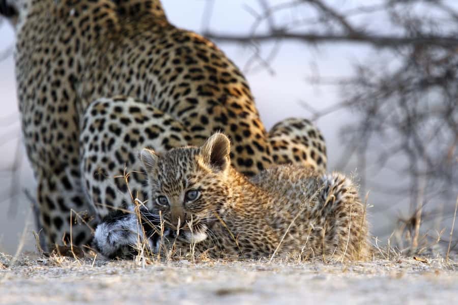 Hazyview: Private Full-Day Guided Kruger Safari - Key points to know before booking