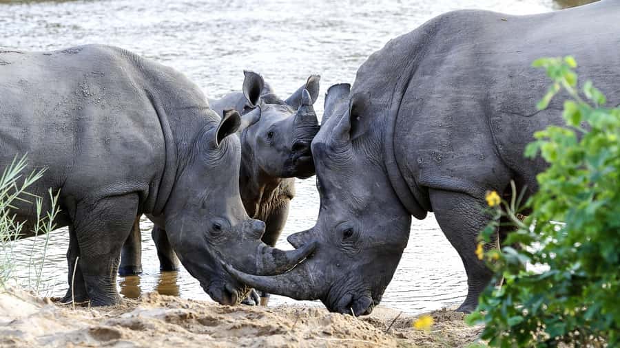Hazyview: Private Full-Day Guided Kruger Safari - Starting from Hazyview and entering Kruger