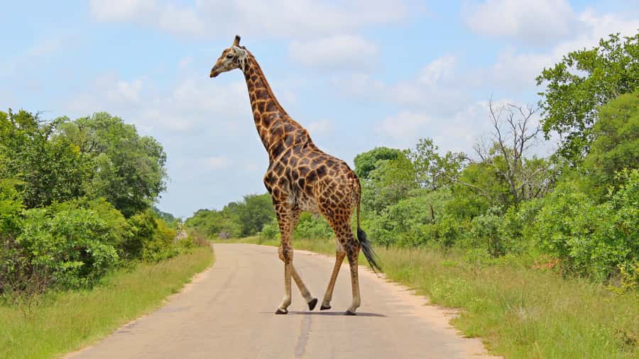 Hazyview: Private Full-Day Guided Kruger Safari - Rivers, mountain areas, and the second game drive