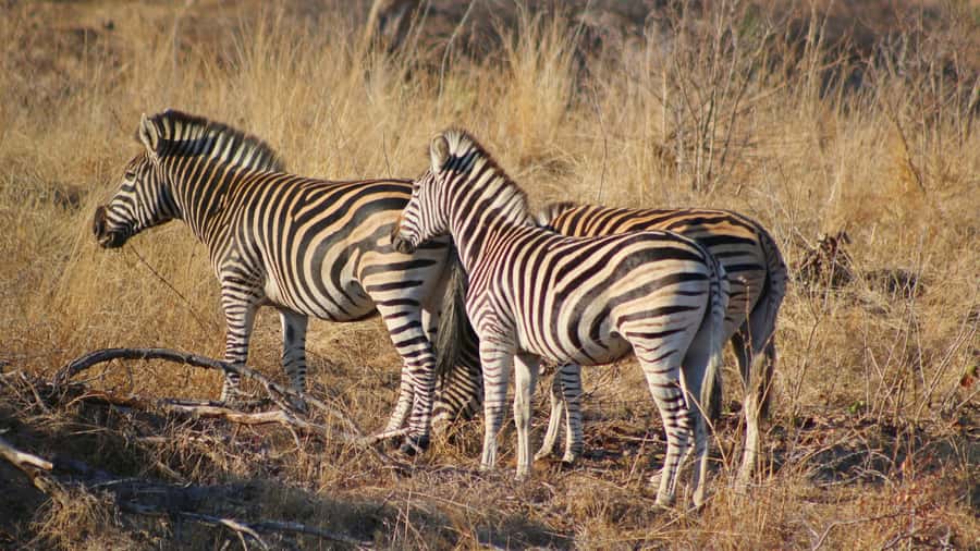 Hazyview: Private Full-Day Guided Kruger Safari - Lunch and the final ride back to Hazyview