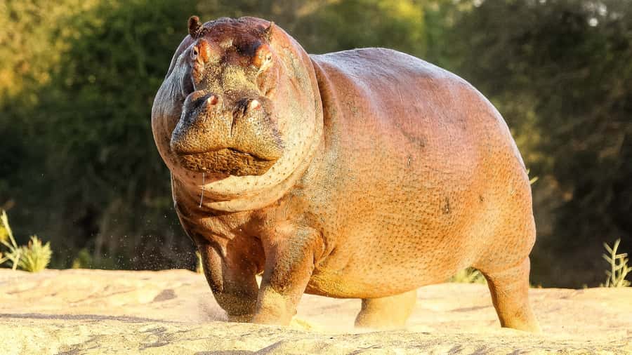 Hazyview: Private Full-Day Guided Kruger Safari - What makes the private format worth paying for