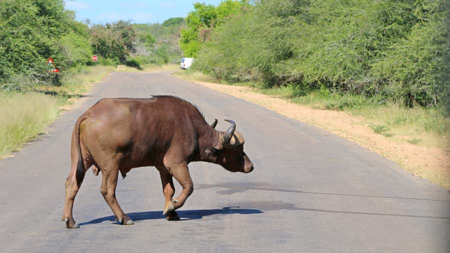 Hazyview: Private Full-Day Guided Kruger Safari - Big Five expectations and the honest version of safari luck