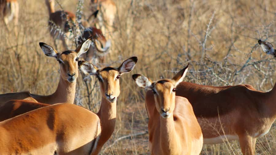 Hazyview: Private Full-Day Guided Kruger Safari - Who should book this safari?