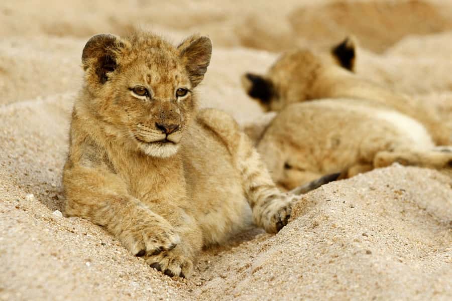 Hazyview: Private Full-Day Guided Kruger Safari - The first three-hour drive