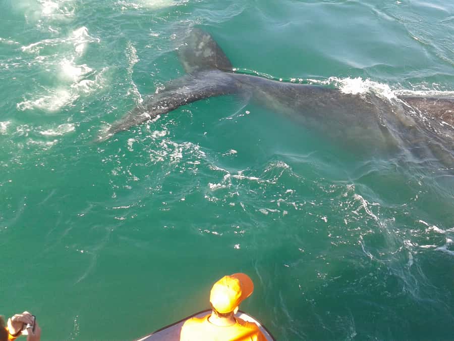 Hermanus: Boat Based Whale Watching Experience - Key points before you book