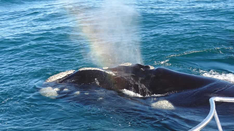Hermanus: Boat Based Whale Watching Experience - Setting out from Hermanus New Harbour