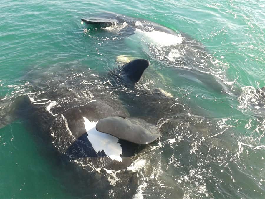 Hermanus: Boat Based Whale Watching Experience - Finding whales and waiting in silence