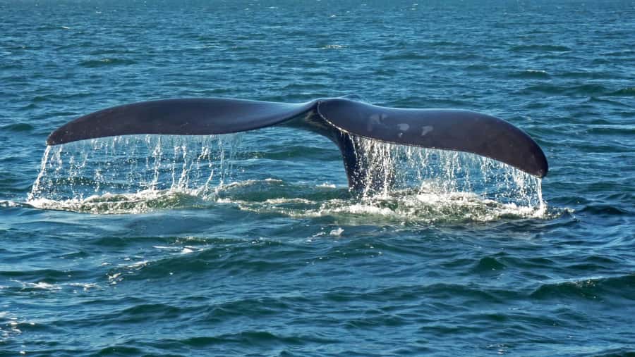 Hermanus: Boat Based Whale Watching Experience - Who will enjoy this cruise most