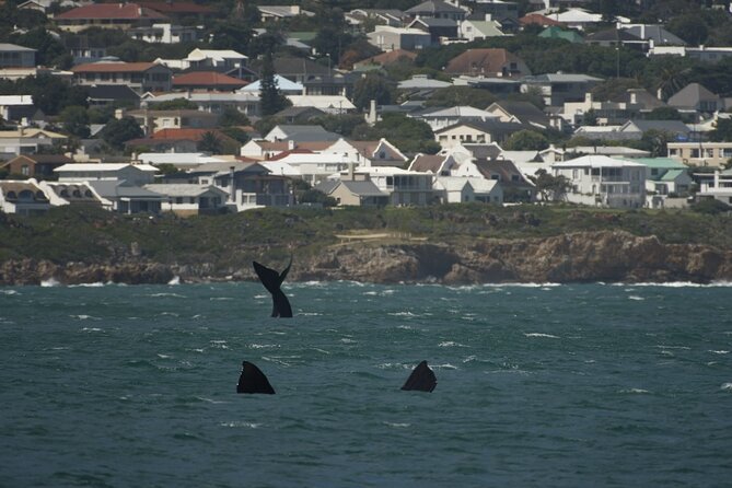 Hermanus Land based Whale Tour with Dave de Beer - What makes Dave de Beer the central part of the tour