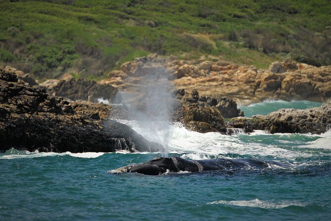 Hermanus Land based Whale Tour with Dave de Beer - Who will enjoy this experience most