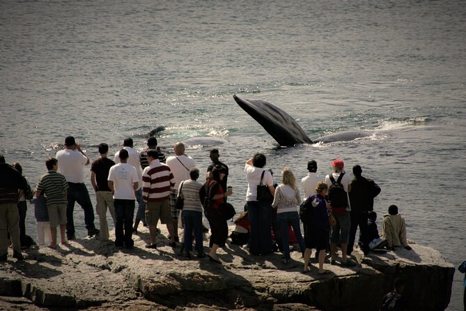 Hermanus Land based Whale Tour with Dave de Beer - Weather, timing, and realistic expectations