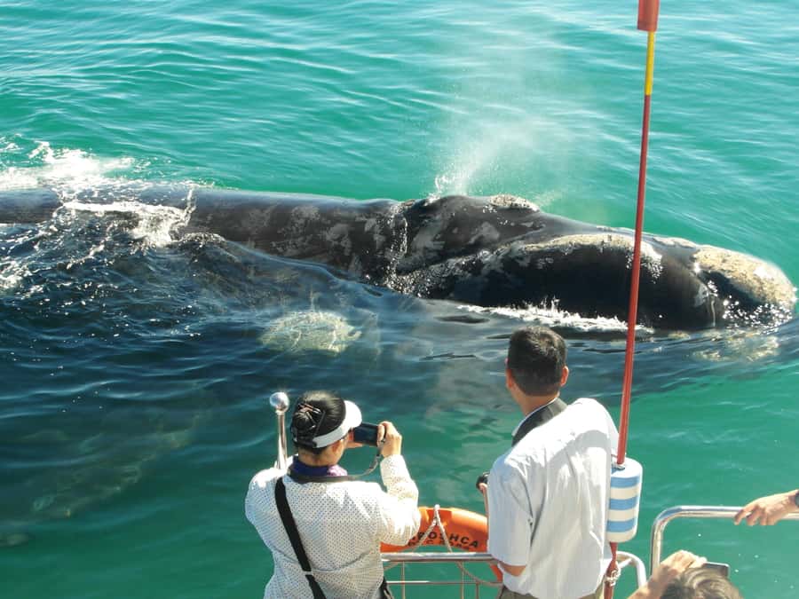 Hermanus: Whale and Dolphin Watching Boat Trip - Key points to know before you book