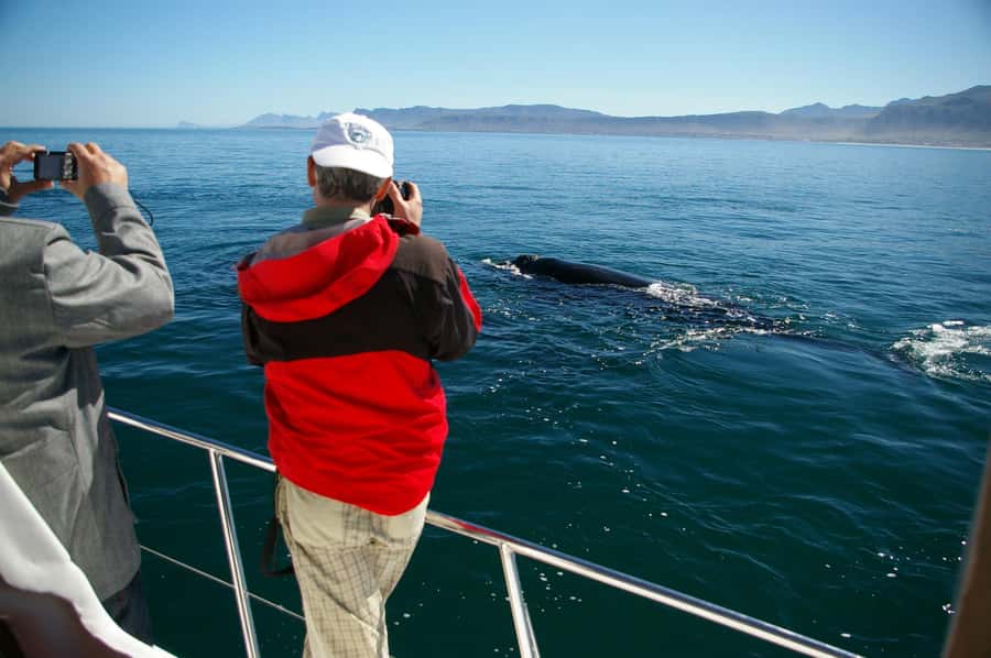 Hermanus: Whale and Dolphin Watching Boat Trip - Why Hermanus is such a good place for this cruise