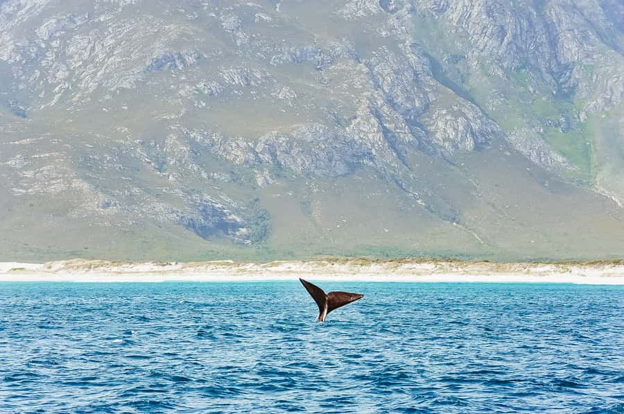 Hermanus: Whale and Dolphin Watching Boat Trip - The two-hour catamaran ride