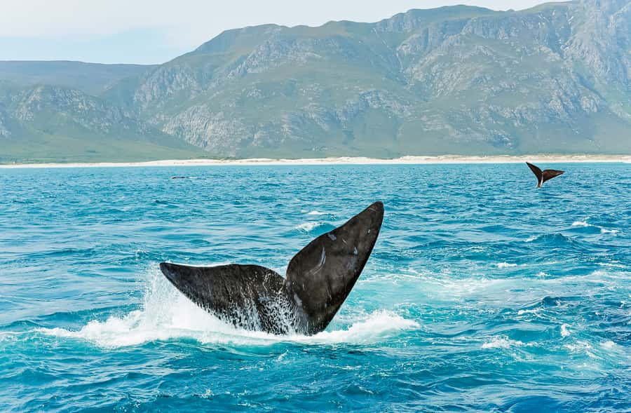 Hermanus: Whale and Dolphin Watching Boat Trip - What you might see in Walker Bay
