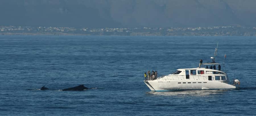 Hermanus: Whale and Dolphin Watching Boat Trip - Who should book this experience