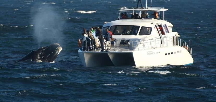 Hermanus: Whale and Dolphin Watching Boat Trip - Before boarding at the Whale Shack