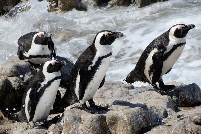 Hermanus Whale Watching and Wine Tasting Private Tour - Lunch on the Hermanus shore