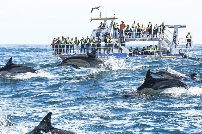 Hermanus Whale Watching and Wine Tasting Private Tour - Wine among the Hemel-en-Aarde hills