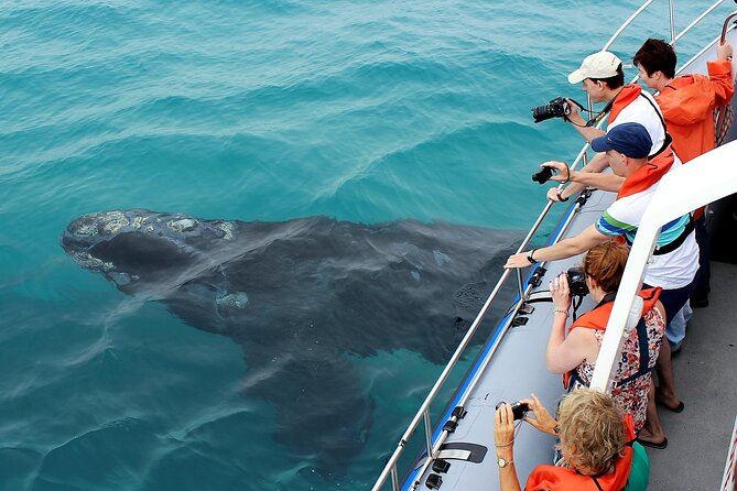 Hermanus Whale Watching and Wine Tasting Private Tour - Three hours with whales off Hermanus