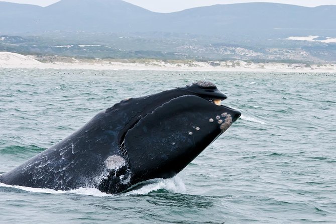 Hermanus Whale Watching Day Trip from Cape Town - The Cape Town departure and small-group ride